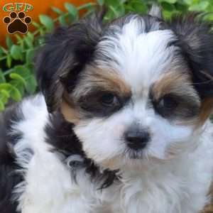 Pecan, Shih Tzu Mix Puppy