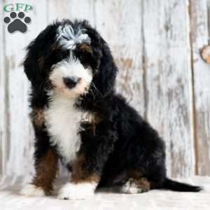 Pedro, Mini Bernedoodle Puppy
