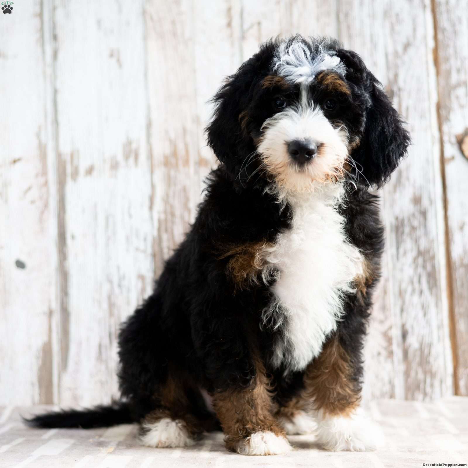 Pedro (Doodle / designer cross, Male) in Sunbury, PA