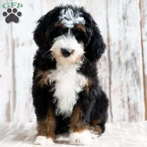 Pedro, Mini Bernedoodle Puppy