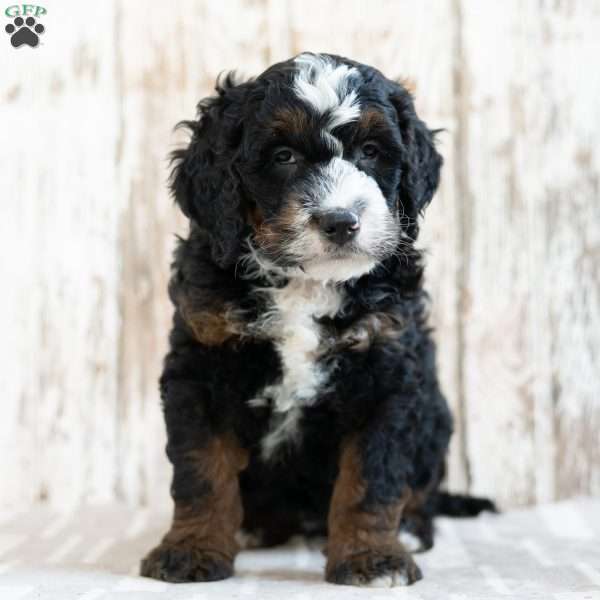 Patrick, Mini Bernedoodle Puppy