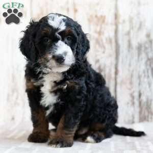 Patrick, Mini Bernedoodle Puppy