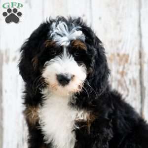 Pedro, Mini Bernedoodle Puppy