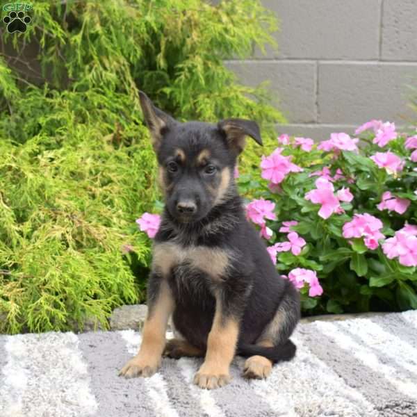 Penelope, German Shepherd Mix Puppy