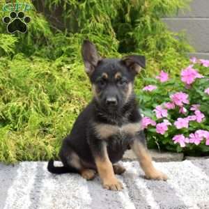 Penelope, German Shepherd Mix Puppy