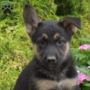 Penelope, German Shepherd Mix Puppy