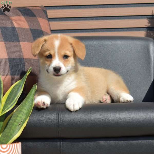 Penny, Pembroke Welsh Corgi Puppy