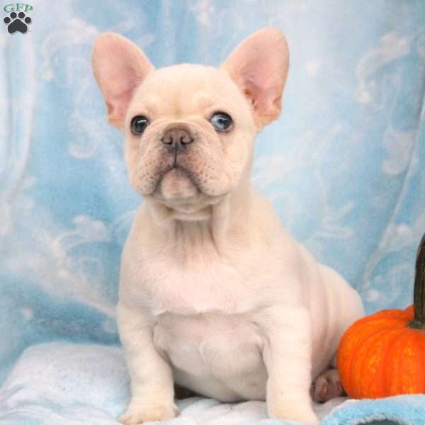 Penny, French Bulldog Puppy
