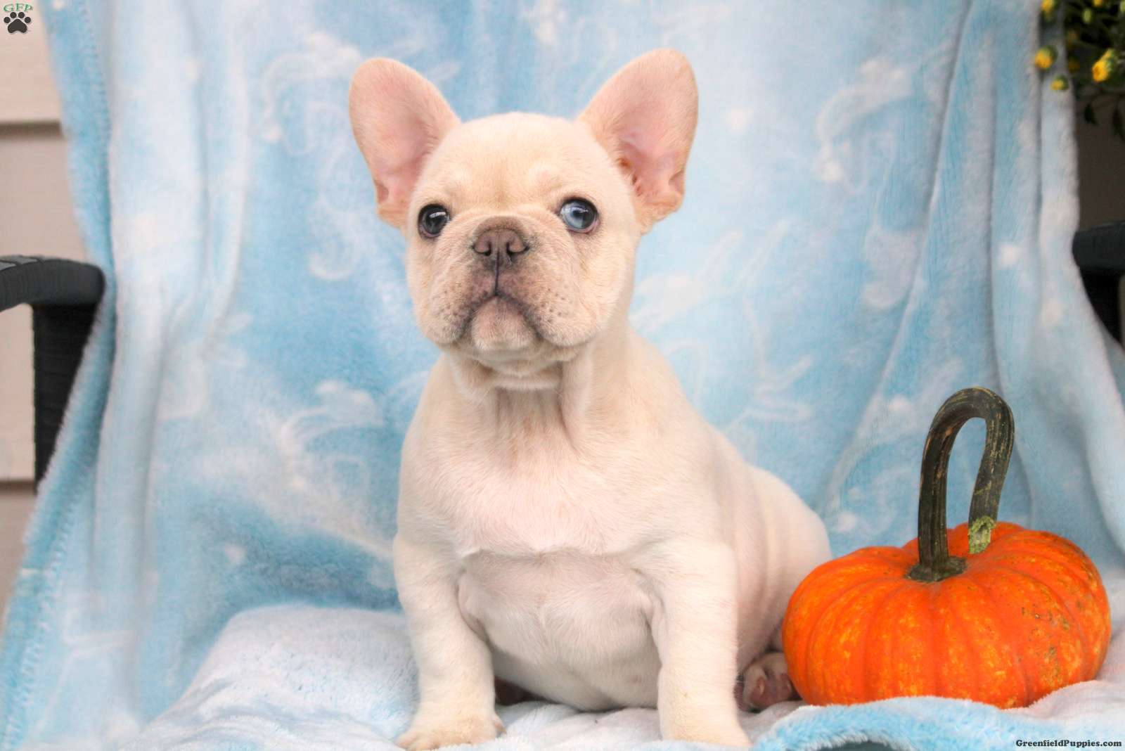 Penny (French Bulldog, Female) in East Earl, PA