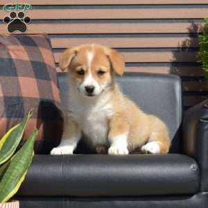 Penny, Pembroke Welsh Corgi Puppy