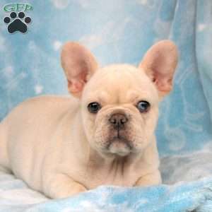 Penny, French Bulldog Puppy