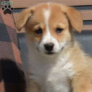 Penny, Pembroke Welsh Corgi Puppy