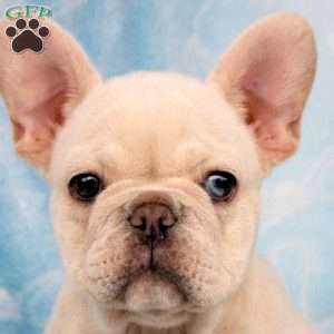 Penny, French Bulldog Puppy