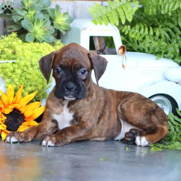 Penny, Boxer Puppy