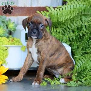 Penny, Boxer Puppy