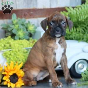 Penny, Boxer Puppy