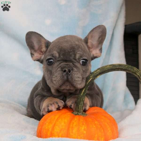 Pepper, French Bulldog Puppy