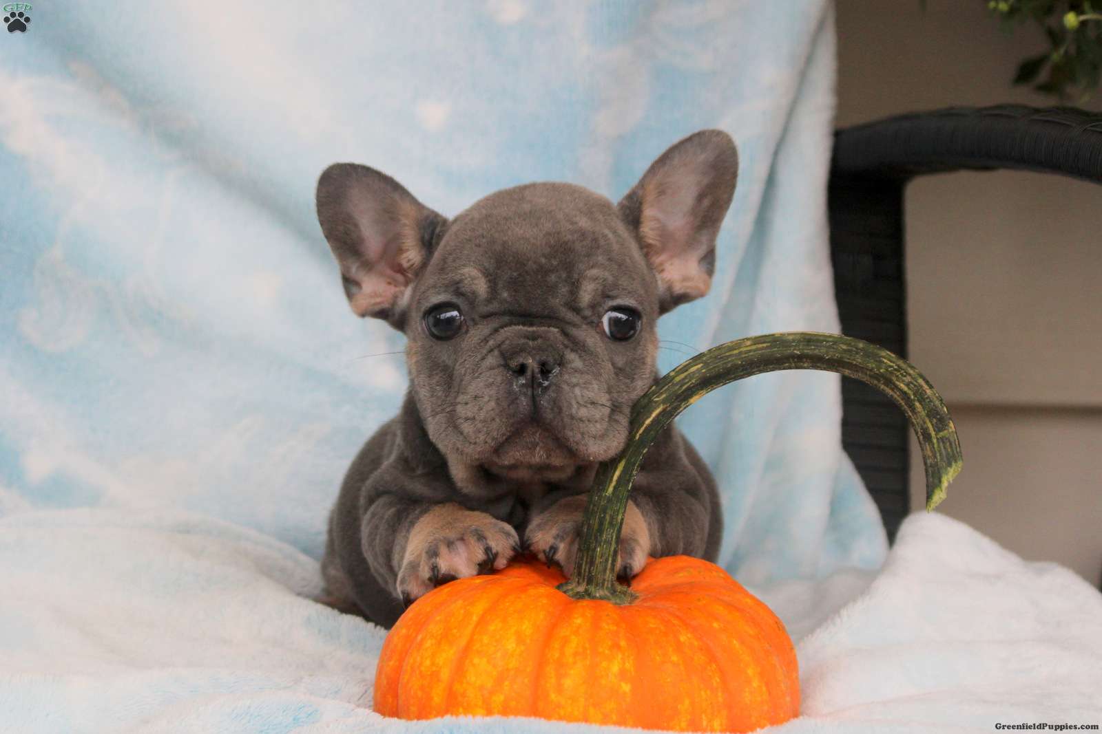 Pepper (French Bulldog, Female) in East Earl, PA