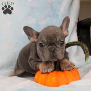 Pepper, French Bulldog Puppy