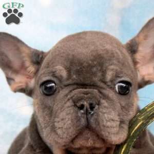Pepper, French Bulldog Puppy