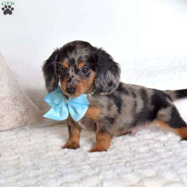 Pepper, Dachshund Puppy