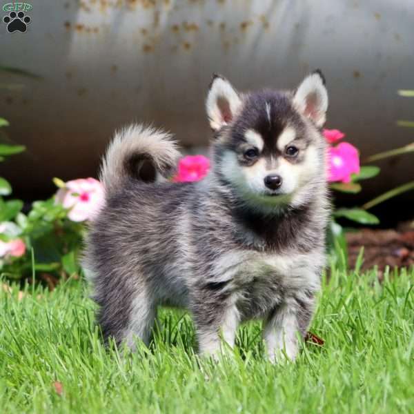 Pepper, Pomsky Puppy