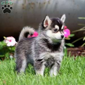 Pepper, Pomsky Puppy