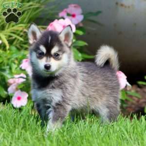 Pepper, Pomsky Puppy