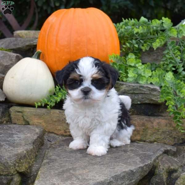 Peppermint, Shih Tzu Mix Puppy