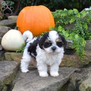 Peppermint, Shih Tzu Mix Puppy