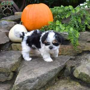 Peppermint, Shih Tzu Mix Puppy