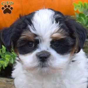 Peppermint, Shih Tzu Mix Puppy