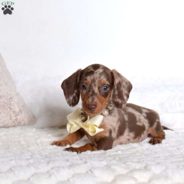 Pepsi, Dachshund Puppy