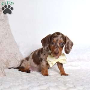 Pepsi, Dachshund Puppy