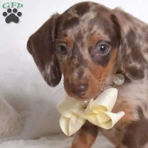 Pepsi, Dachshund Puppy