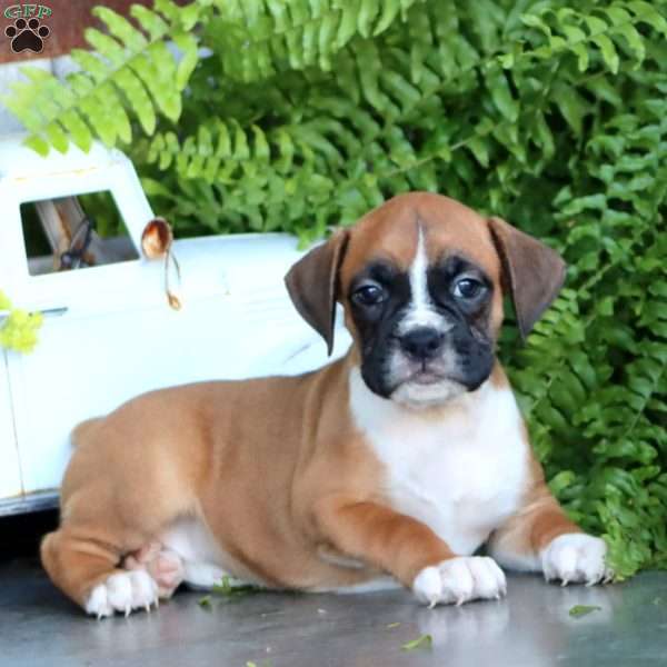 Pepsi, Boxer Puppy