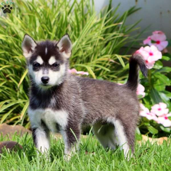 Pepsi, Pomsky Puppy