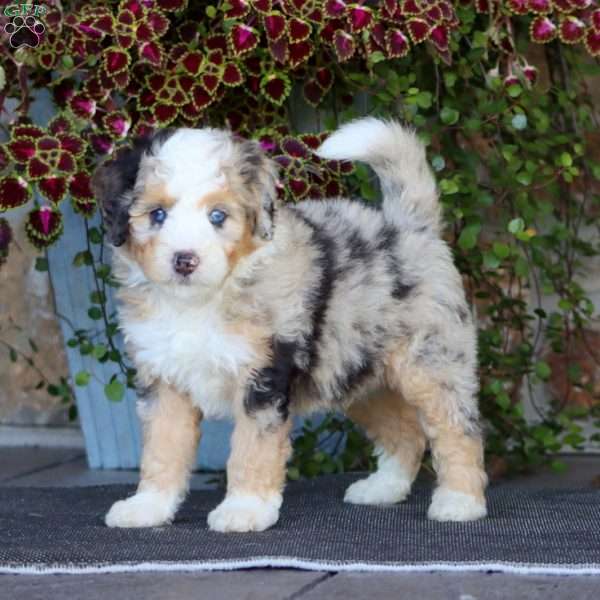 Pepsi, Mini Bernedoodle Puppy