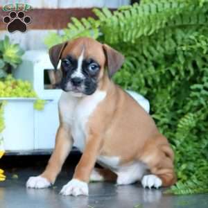 Pepsi, Boxer Puppy