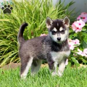 Pepsi, Pomsky Puppy