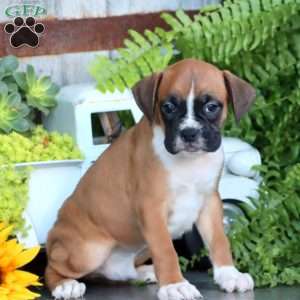 Pepsi, Boxer Puppy