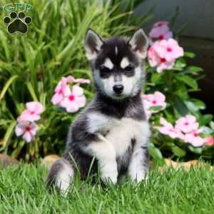 Pepsi, Pomsky Puppy