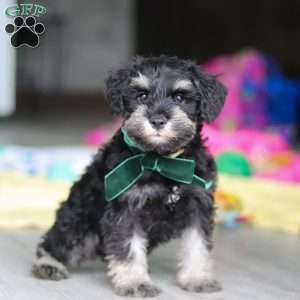 Percy, Miniature Schnauzer Puppy