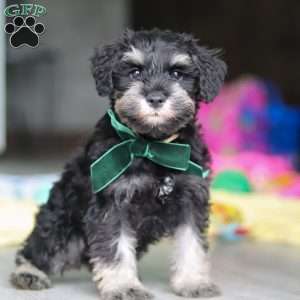 Percy, Miniature Schnauzer Puppy