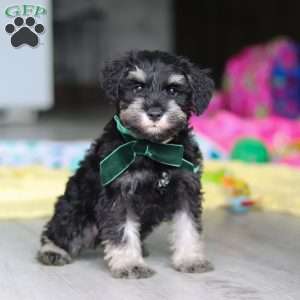 Percy, Miniature Schnauzer Puppy