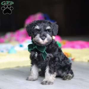Percy, Miniature Schnauzer Puppy