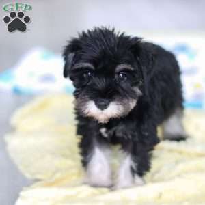 Percy, Miniature Schnauzer Puppy