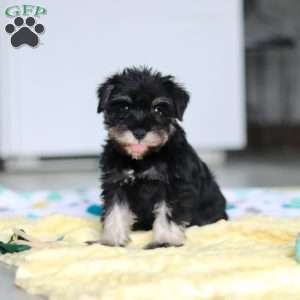 Percy, Miniature Schnauzer Puppy