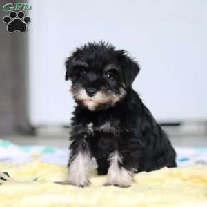 Percy, Miniature Schnauzer Puppy