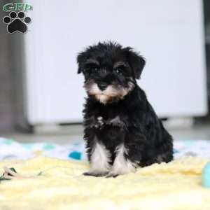 Percy, Miniature Schnauzer Puppy